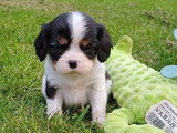 Mâle Cavalier King Charles tricolore LOF à réserver, né en janvier 2026