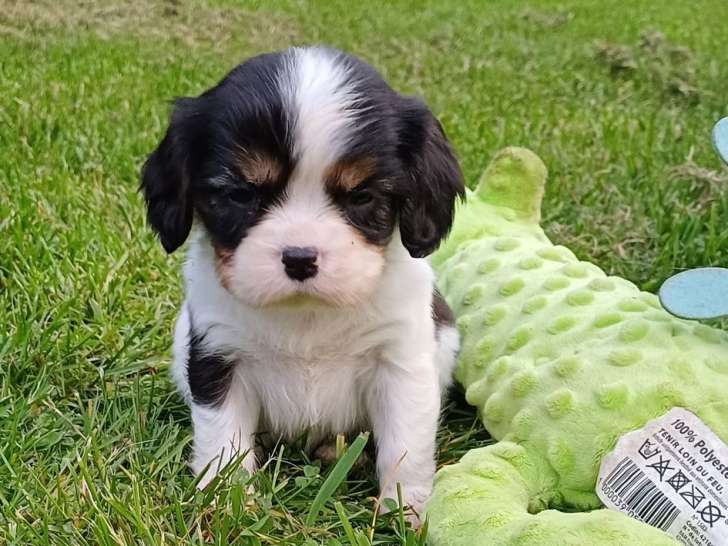 Mâle Cavalier King Charles tricolore LOF à réserver, né en janvier 2026