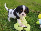 Mâle Cavalier King Charles tricolore LOF à réserver, né en janvier 2026