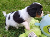 Mâle Cavalier King Charles tricolore LOF à réserver, né en janvier 2026