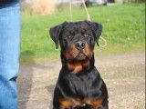Femelle Rottweiler LOF à vendre, née en septembre 2025