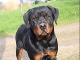 Femelle Rottweiler LOF à vendre, née en septembre 2025