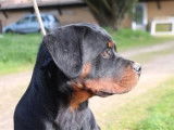 Femelle Rottweiler LOF à vendre, née en septembre 2025
