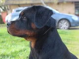 Femelle Rottweiler LOF à vendre, née en septembre 2025