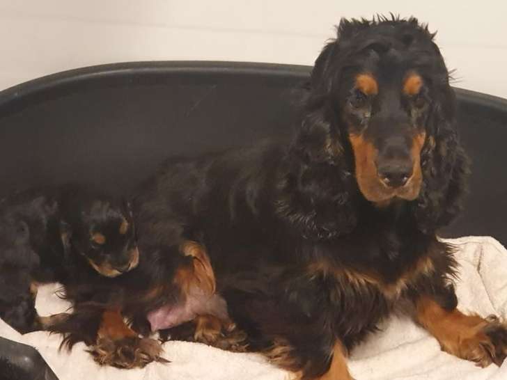 6 chiots Cocker Anglais non LOF à vendre, 3 mâles et 3 femelles nés en janvier 2026