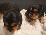 6 chiots Cocker Anglais non LOF à vendre, 3 mâles et 3 femelles nés en janvier 2026