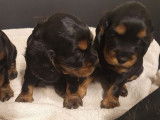 6 chiots Cocker Anglais non LOF à vendre, 3 mâles et 3 femelles nés en janvier 2026
