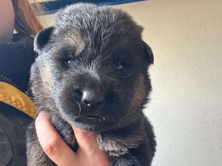 5 mâles et 5 femelles Bergers Allemands LOF à réserver, nés en février 2026