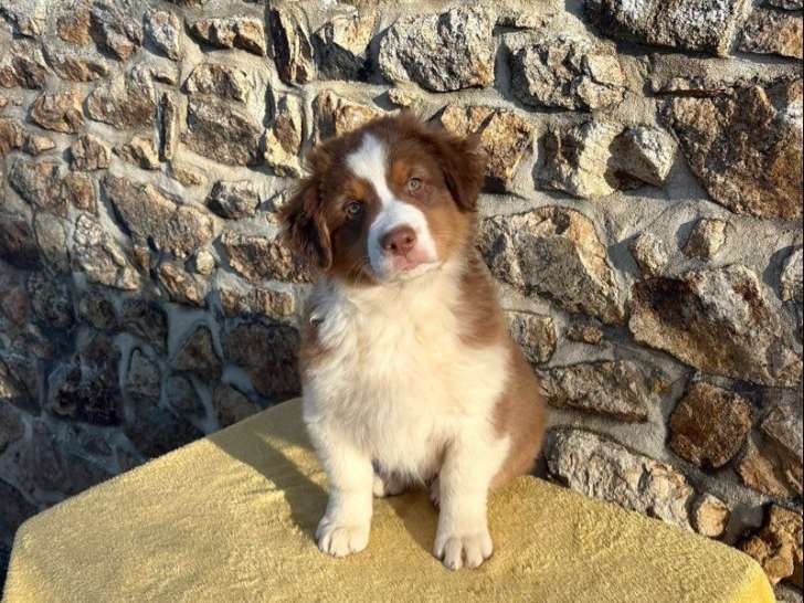 Mâle Berger Australien LOF à vendre, né en décembre 2025