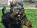 Mâle Yorkshire Terrier à vendre, né en août 2025