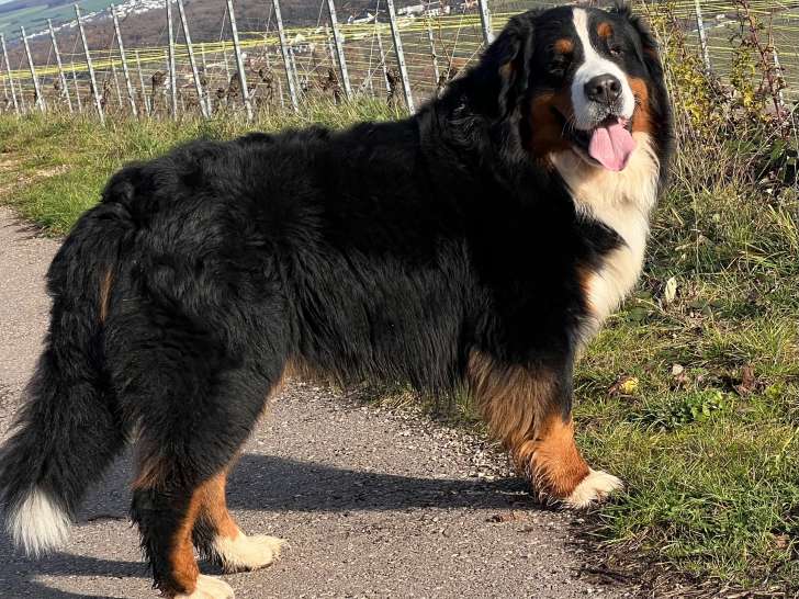 Mâle Bouvier Bernois disponible pour saillie