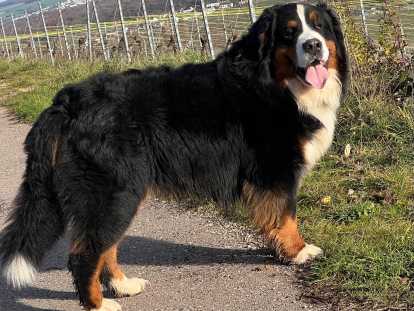 Mâle Bouvier Bernois disponible pour saillie