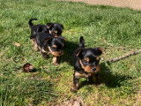 Chiots Yorkshire LOF à vendre