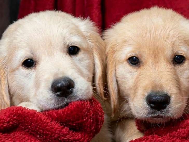 À vendre, mâle Golden Retriever, né en décembre 2025 (non LOF)