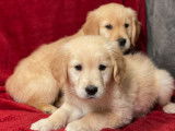 À vendre, mâle Golden Retriever, né en décembre 2025 (non LOF)