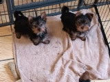 5 chiots Yorkshire Terrier à vendre, 3 mâles et 2 femelles de décembre 2025