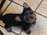 5 chiots Yorkshire Terrier à vendre, 3 mâles et 2 femelles de décembre 2025