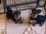 5 chiots Yorkshire Terrier à vendre, 3 mâles et 2 femelles de décembre 2025
