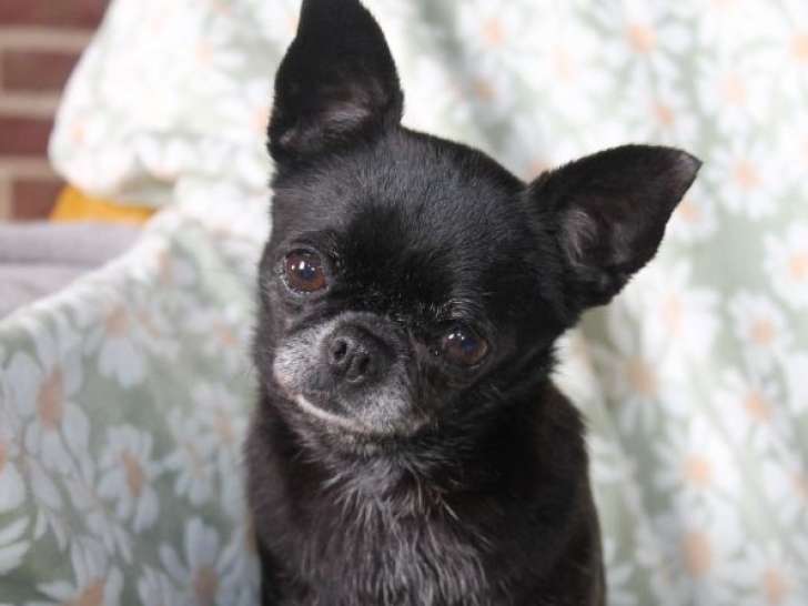 1 femelle Chihuahua LOF adulte à vendre, poils courts