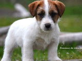 1 mâle Jack Russell LOF à réserver, né en janvier 2026