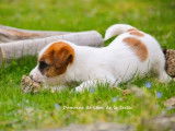1 mâle Jack Russell LOF à réserver, né en janvier 2026