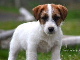 1 mâle Jack Russell LOF à réserver, né en janvier 2026