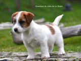 1 mâle Jack Russell LOF à réserver, né en janvier 2026