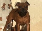 1 femelle Staffordshire Bull Terrier 7 mois à vendre, fauve (LOF)