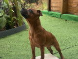 1 femelle Staffordshire Bull Terrier 7 mois à vendre, fauve (LOF)