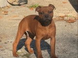 1 femelle Staffordshire Bull Terrier 7 mois à vendre, fauve (LOF)