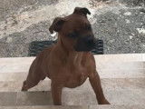1 femelle Staffordshire Bull Terrier 7 mois à vendre, fauve (LOF)