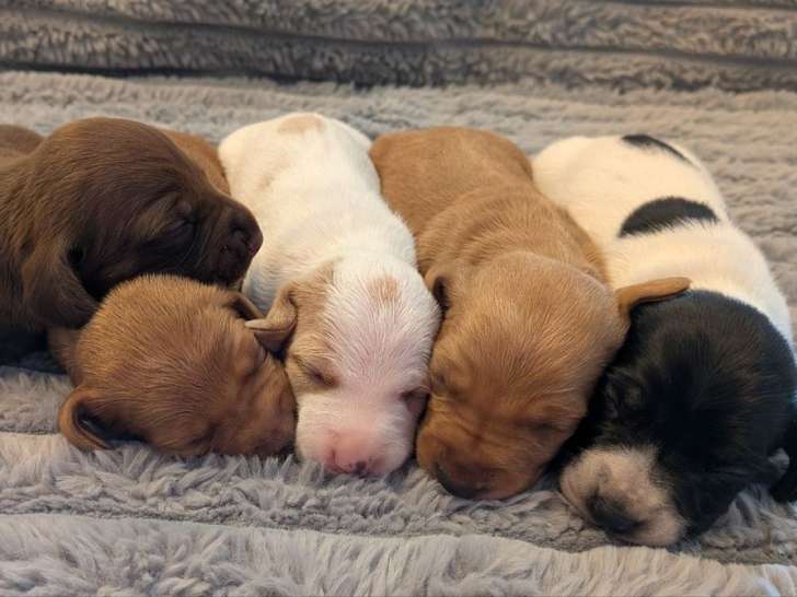 5 chiots mâles Teckel poil ras à réserver, nés en mars 2026