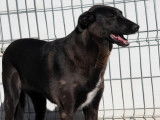 À adopter : chienne noire de 4 ans