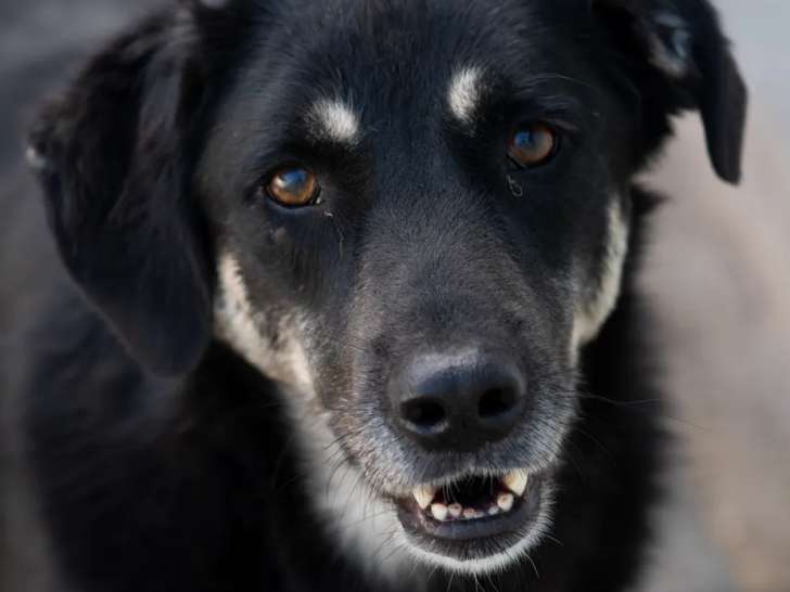 Disponible à l’adoption : chien noir avec marque blanche de 4 ans