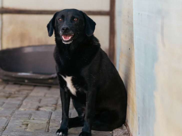 Prêt pour l’adoption : chien noir avec marque blanche de 5 ans