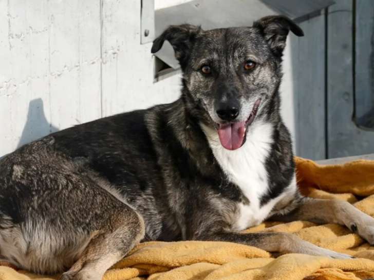 En quête d’un foyer : chienne de 9 ans