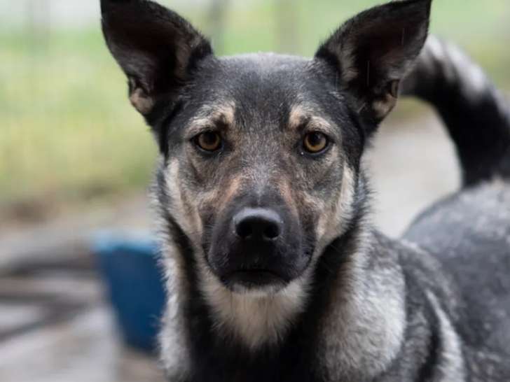 À la recherche d’une famille : chien de 3 ans