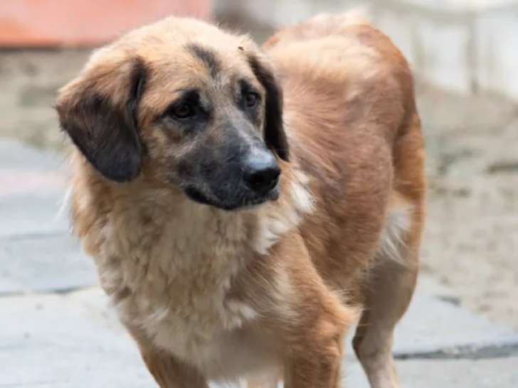 À adopter : chien tricolore de 4 ans