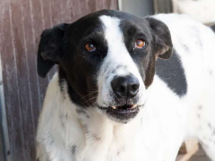 À accueillir : chien blanc avec marque noire de 5 ans