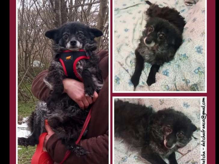 À accueillir : chienne noire avec marque blanche de 10 ans