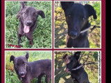 À la recherche d’une famille : chienne noire de 2 ans