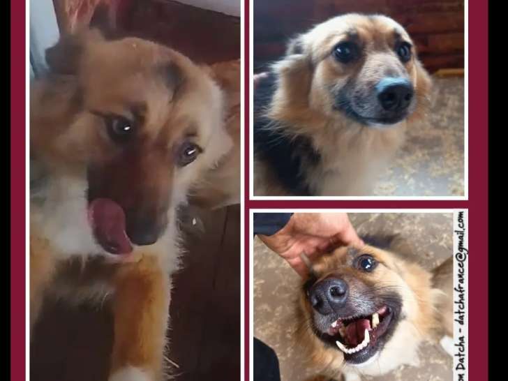 En quête d’un foyer : chienne tricolore de 2 ans