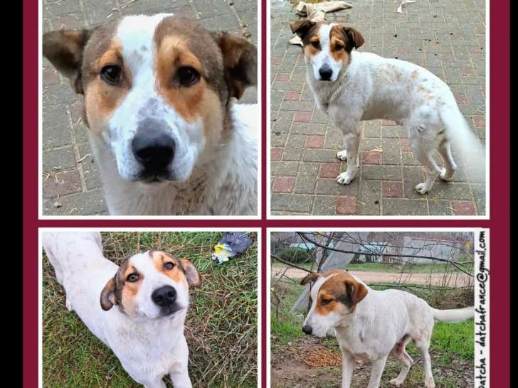 Chien tricolore d’un an à accueillir