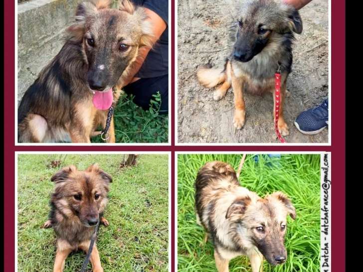 À la recherche d’une famille : chien noir et gris d’un an