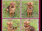 Adoption disponible : chien fauve d’un an
