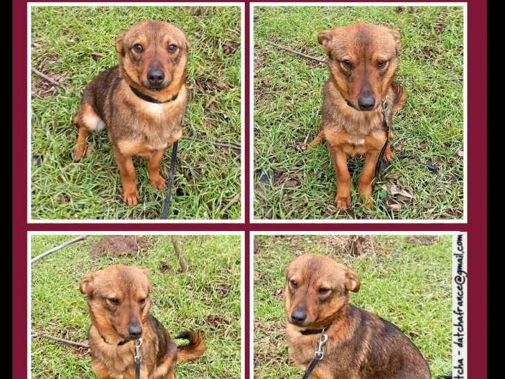 Adoption disponible : chien fauve d’un an