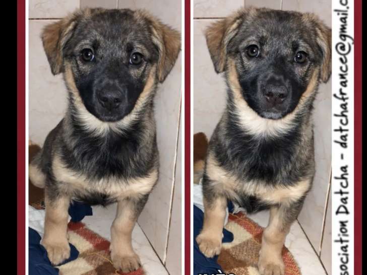 Disponible à l’adoption : chiot femelle noir et beige de 3 mois