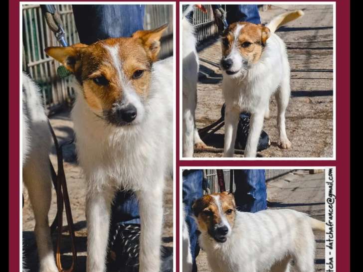 À accueillir : chienne rousse et blanche d’un an