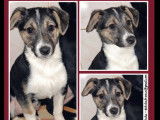 Adoption disponible : chiot femelle tricolore de 3 mois