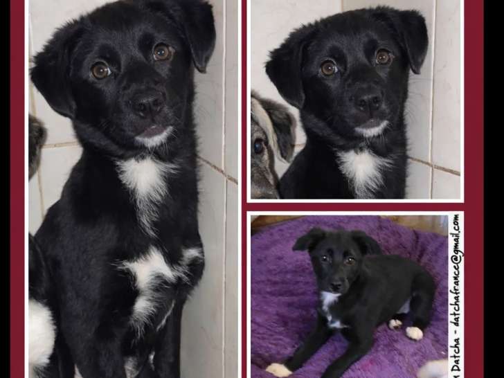 Prête pour l’adoption : chiot femelle noir et blanc de 3 mois